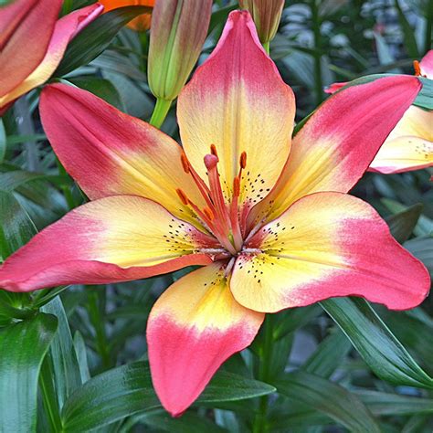 Lilium 'Heartstrings' Lily Plant Types, Lily Plants, Fragrant Flowers, Exotic Flowers, Beautiful ...