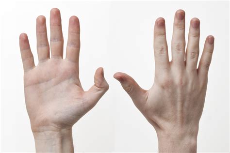 File:Human-Hands-Front-Back.jpg - Wikipedia, the free encyclopedia