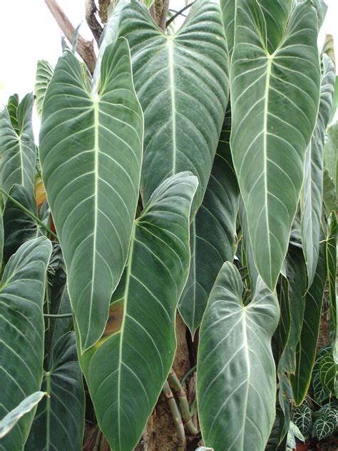 Tropical plants | The Living Rainforrest, near Newbury, UK | allispossible.org.uk | Flickr