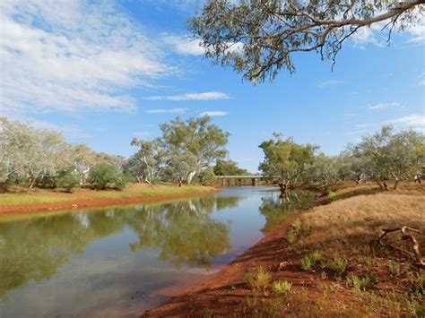 Birdlife at the Fortescue River - 10,000 Birds