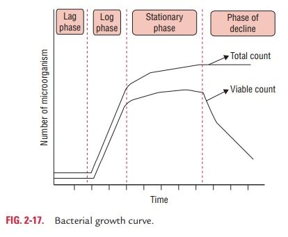 Bacterial Growth Curve