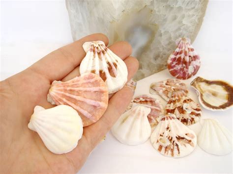 Set of 6 Natural Scallop Sea Shells Sea Shells Home Decor