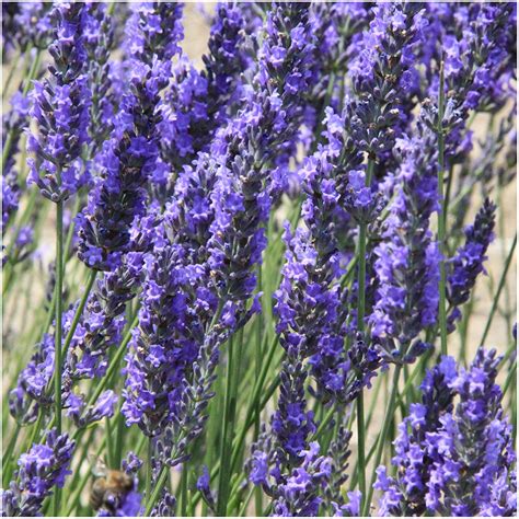 Tell Me About Lavender Plants - www.inf-inet.com