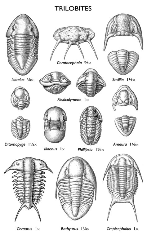 Pin by Brittannie Johnston on Geology Rocks in 2020 | Trilobite fossil ...