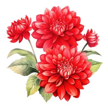 Red Dahlia Flowers Watercolor Illustration, Flower, Flora, Petal PNG Transparent Image and ...