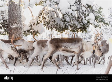 Finland, Lapland, Kittila, reindeer herding Stock Photo - Alamy