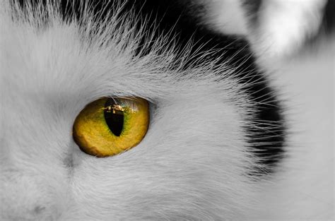 Cat's Eye Free Stock Photo - Public Domain Pictures