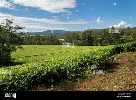 Tea plantation in Kefa Zone, Ethiopia Stock Photo - Alamy