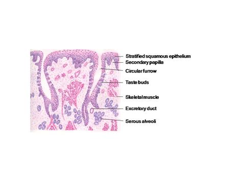 HISTOLOGY DIAGRAMS: Special histology- specific points