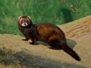 European Polecat Facts, Habitat, Diet, Pictures