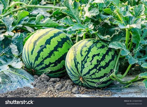 Harvest Watermelon: Over 34,390 Royalty-Free Licensable Stock Photos | Shutterstock