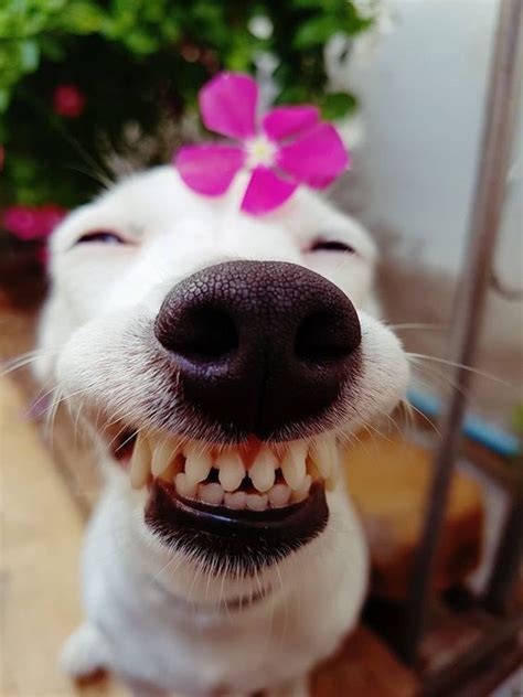 15 Happiest Dogs You Will Ever See In Your Life. | Komik hayvan fotoğrafları, Komik hayvan ...