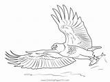 Bald Eagle Fishing Coloring Page For Kids  Free Hawks And Eagles sketch template