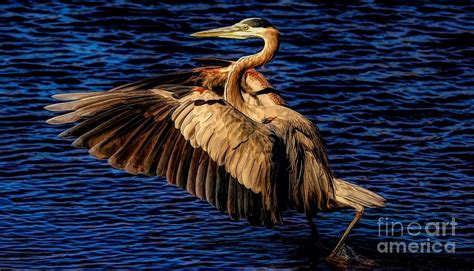 Great Blue Heron Wings Photograph by Paulette Thomas