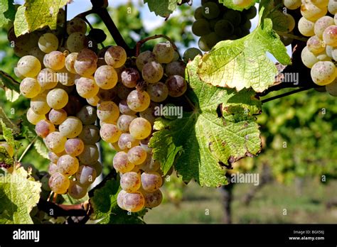 Semillon hi-res stock photography and images - Alamy