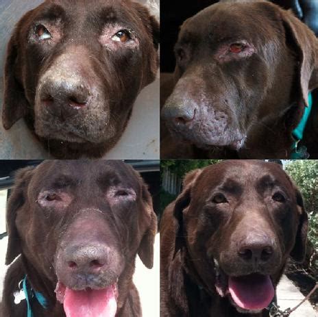 Entropion Surgery Before And After Dog - geiyrop