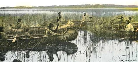 Wild rice - the harvesting, processing and cooking of this Ojibwa food