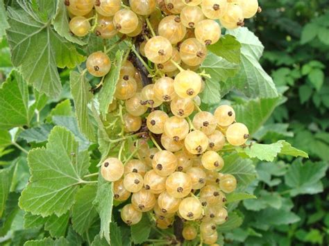 White Currant - Prairie Gardens