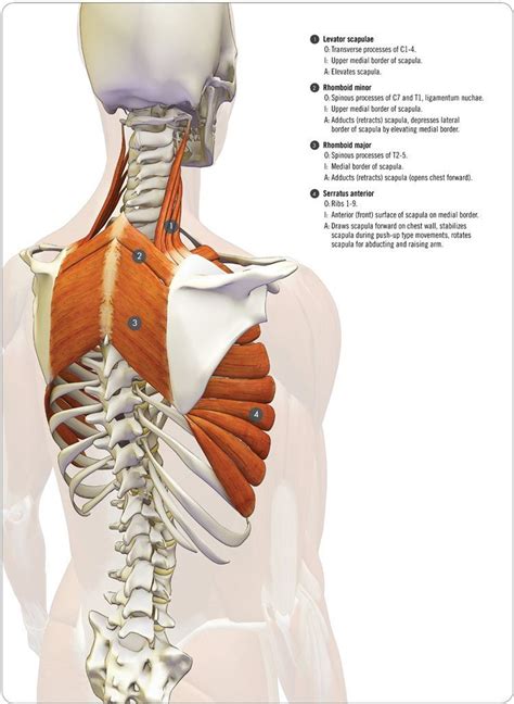 Anatomía romboideos, elevador de la escápula y serrato anterior | Yoga ...