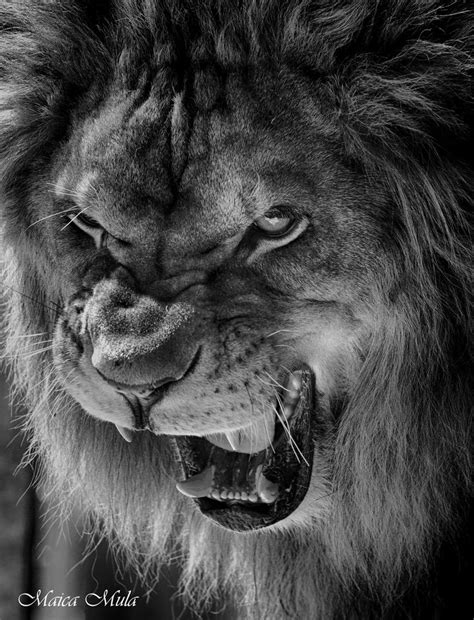 Maica Mula | Lion photography, Lion pictures, Wildlife photography