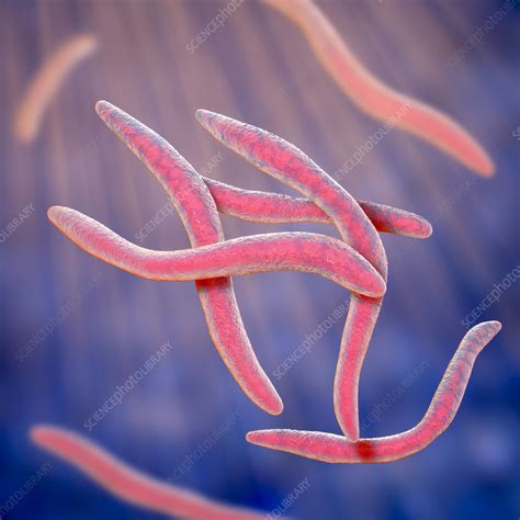 Fusobacterium, illustration - Stock Image - F035/2765 - Science Photo ...