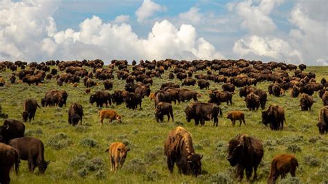 Durham Bison Ranch (Gillette, Wyoming) - YouTube