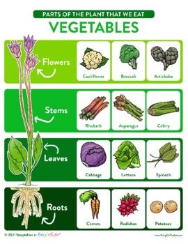 Results for parts of the plants we eat | TPT