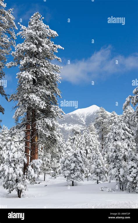 San Francisco Peaks in winter snow near Flagstaff Arizona Stock Photo - Alamy