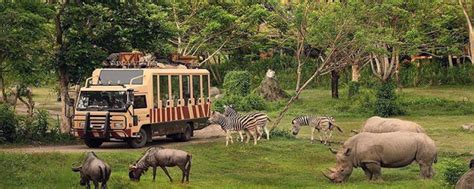 Dubai Safari Park | Best Wildlife Park In Dubai