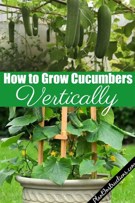 How to Grow Cucumbers Vertically - Plant Instructions