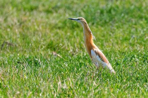 Premium Photo | Squacco heron (ardeola ralloides) in natural habitat