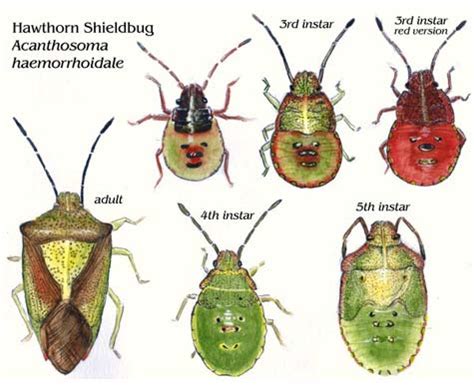 Shieldbugs - illustrated life stages