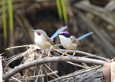 Male and Female Purple-Crowned [IMAGE] | EurekAlert! Science News Releases