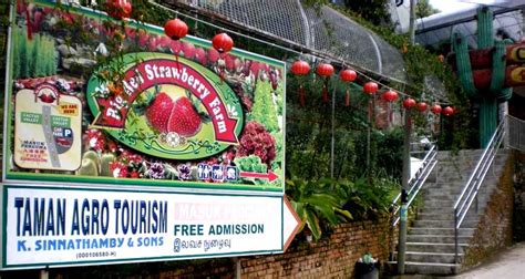 Big Red Strawberry Farm, Cameron Highlands