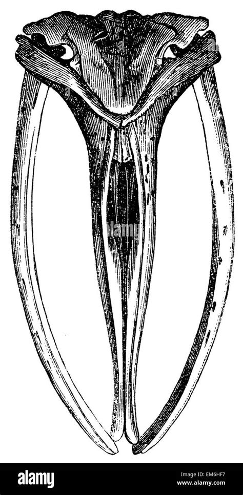 bowhead whale: skull Stock Photo - Alamy