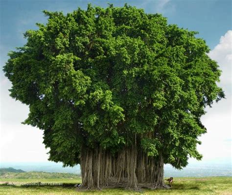 MAA URU: Banyan Tree - The National Tree of India