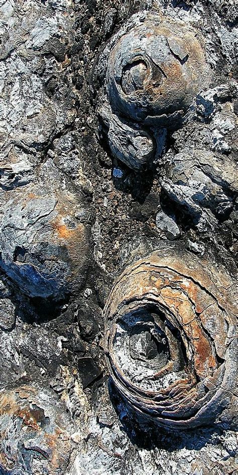 Fossilized Stromatolites or stromatoliths are layered bio-chemical accretionary structures ...