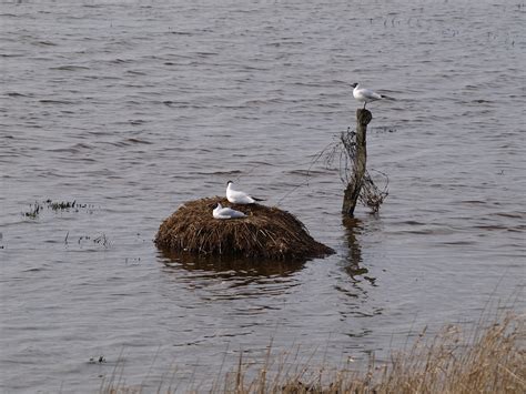 Seagulls Bird Nest Gull Wet - Free photo on Pixabay - Pixabay