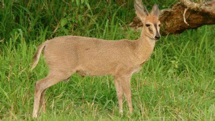 Common Duiker | The Animal Facts | Appearance, Diet, Habitat, Behavior