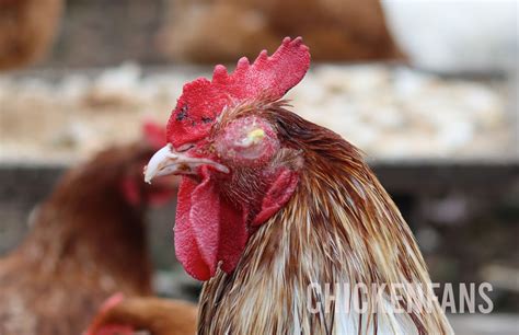 Eye Infections In Chickens: 12 Causes & Treatments | Chicken Fans