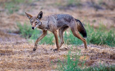 Coyotes’ diet points to ways to keep the animals from neighborhoods ...