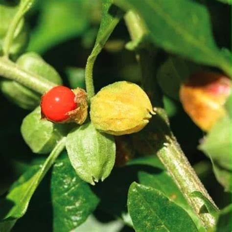 Ashwagandha Plant at Rs 10/piece | Indira Nagar | Lucknow | ID: 13796906462