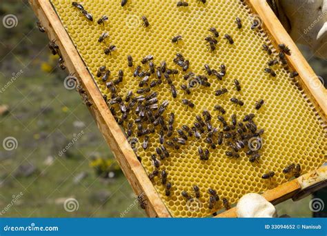 Apiculture stock photo. Image of healthy, hive, clothing - 33094652