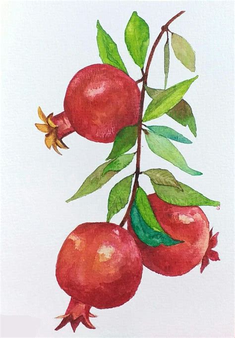 Pomegranates in watercolor | Arte em aquarela, Ilustração de aquarela, Pinturas de flores abstratas