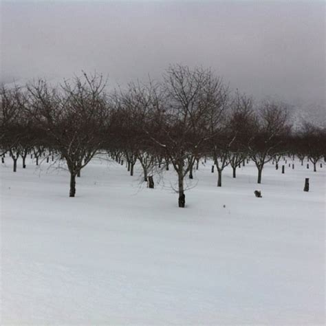 Orchards, santaquin,Utah | Winter activities, Favorite places, Utah