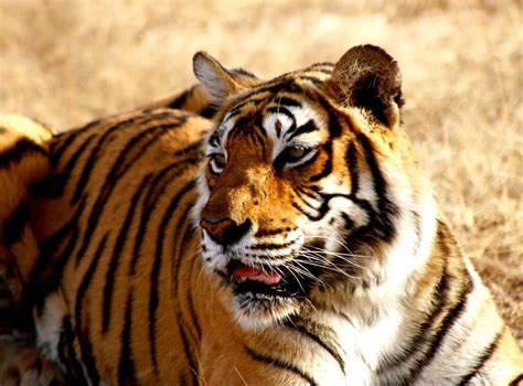 kanha national park – Vasudhaiva Kutumbakam