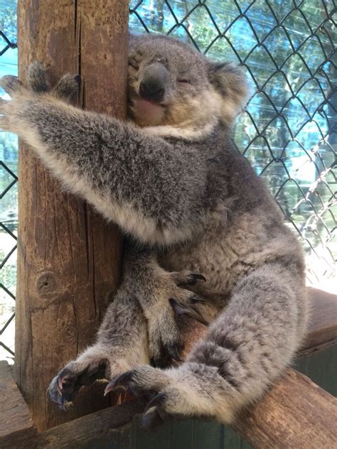 Koala Bear Hugging Tree