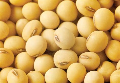 Products - Soybean Seeds Manufacturer inOttawa Canada by Kiskeya Boyo Trading Inc | ID - 1061706