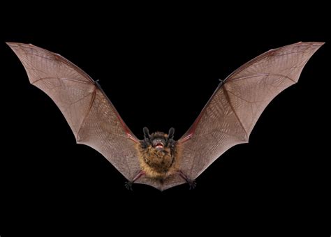 Bat Control: Signs of a Bat Infestation | ABC Humane Wildlife Control ...