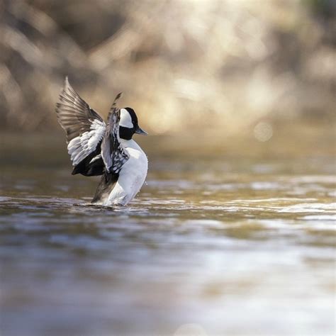 SENEY NATIONAL WILDLIFE REFUGE (2024) All You Need to Know BEFORE You ...